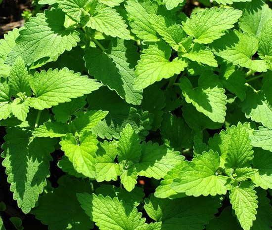 List of Cooking Herbs to enhance the taste of your food