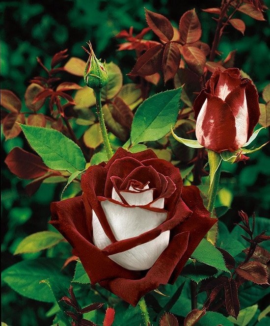 Best Rose Varieties