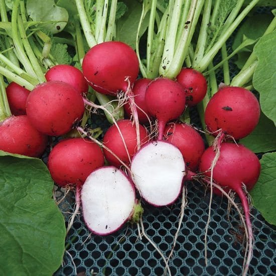 Whether you're growing radishes in containers or your garden, this list of 20 Types of Radishes is very useful.