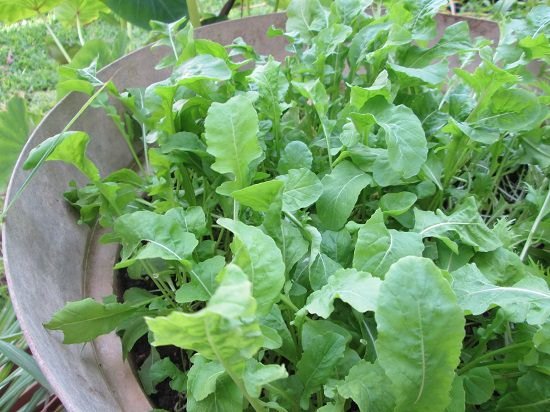 Green Leafy Vegetables 6