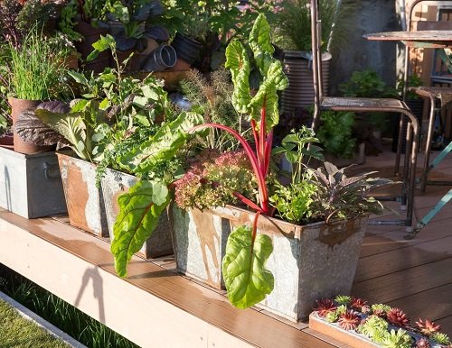 Simple Rooftop Vegetables in Containers