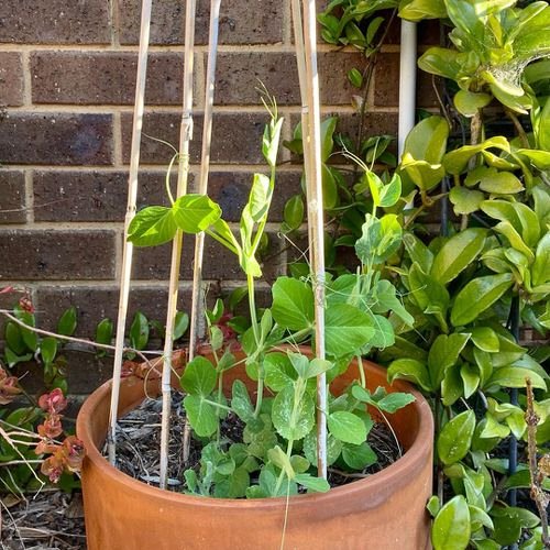 Growing Peas in Containers & Pots 2