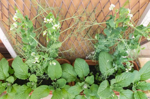 Growing Peas in Containers & Pots 10