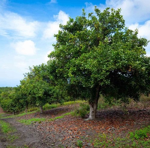 How to Grow Macadamia Nuts Tree