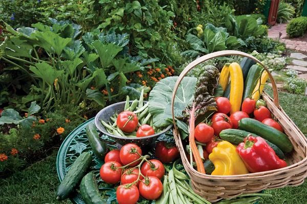 If you've decided to start a Vegan Garden based on veganic principles, this beginner's guide is going to be an informative read for you.