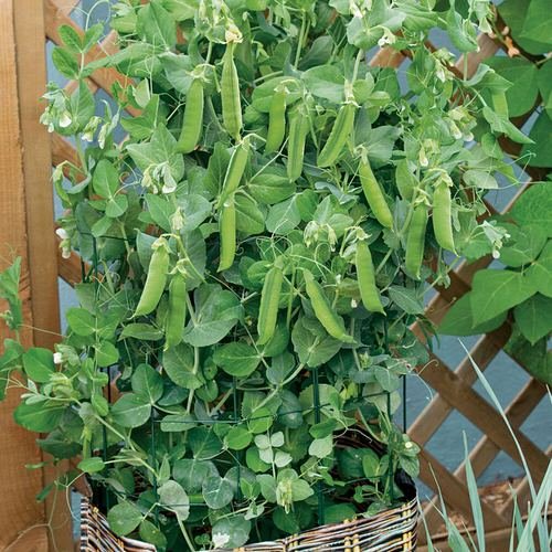 Growing Peas in Containers & Pots