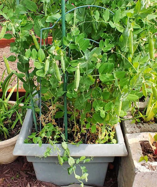Growing Peas in Containers & Pots 8