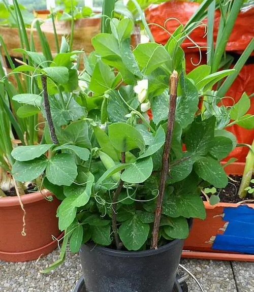 Growing Peas in Containers & Pots 5