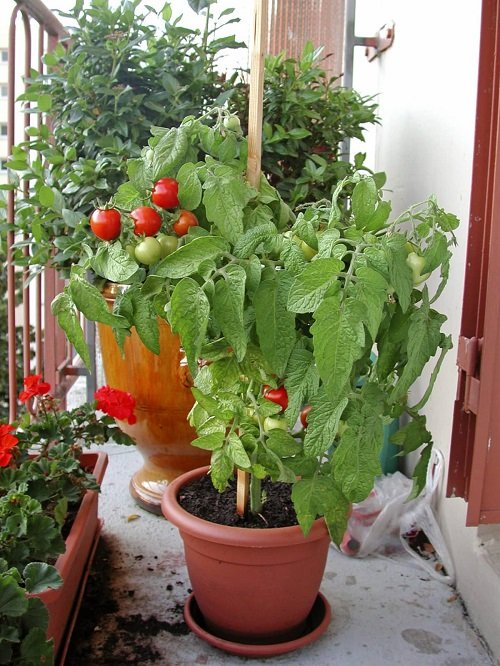 Easy Container Vegetables for Balcony