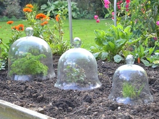 DIY Garden Cloche Ideas 7