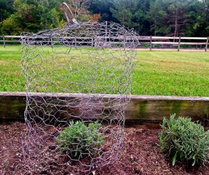 18 Great DIY Garden Cloche Ideas for Plants | Balcony Garden Web