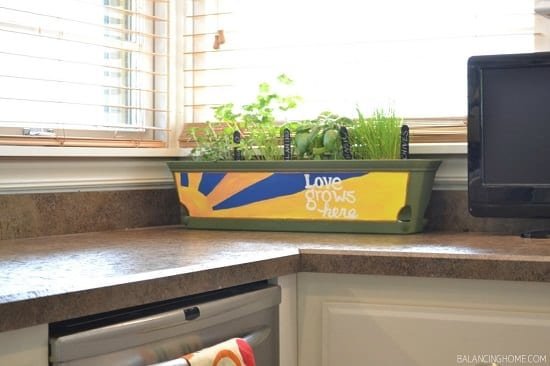 growing herbs indoors in a kitchen