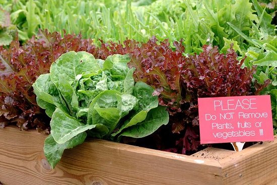 best leafy green vegetables to grow in containers