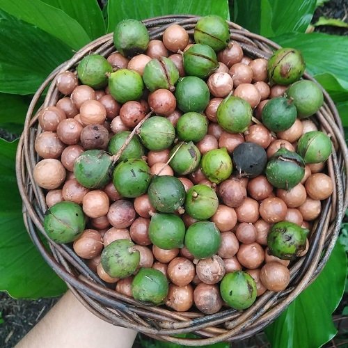 Harvesting Macadamia Nuts