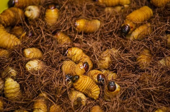 how to get rid of maggots