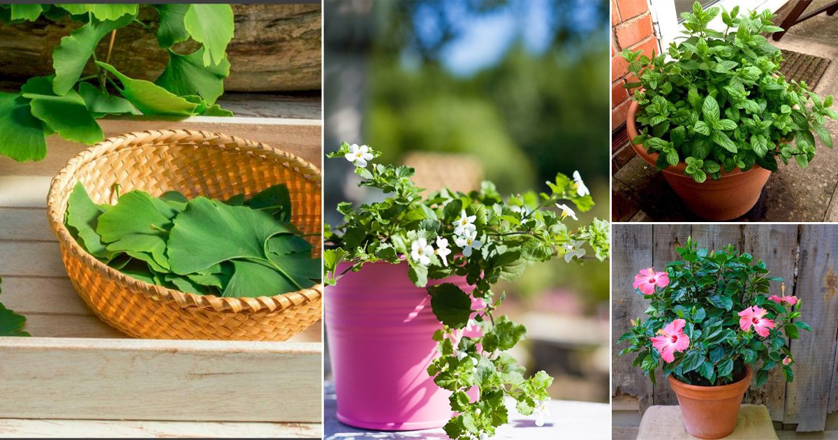 11 Plants that Help in Hair Growth | Balcony Garden Web