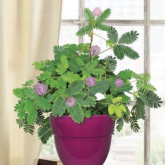 Sensitive plant is one of the best houseplants for kids