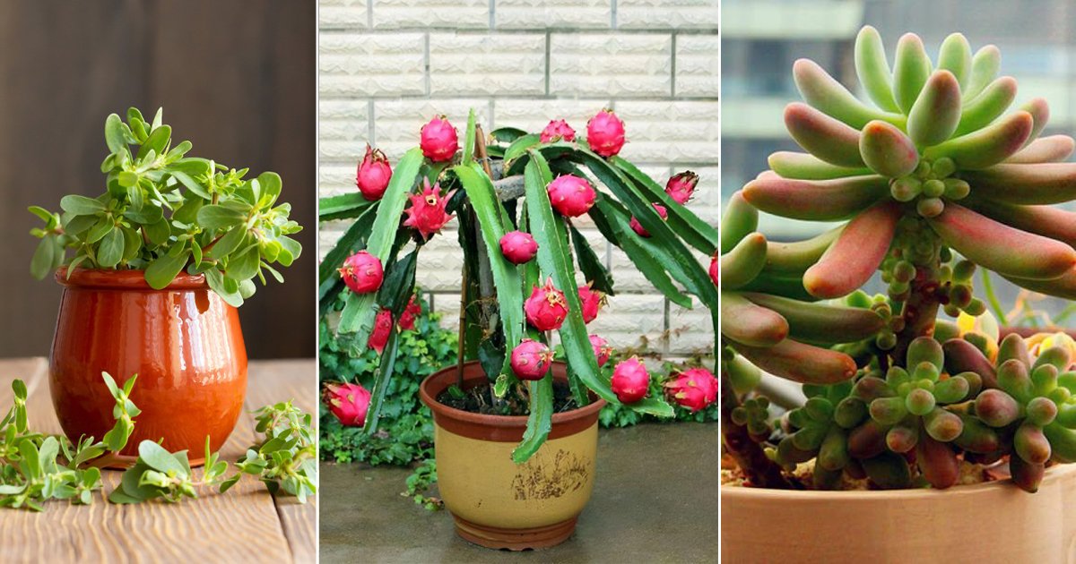 8 Succulents You Can Eat | Edible Succulents and Cacti