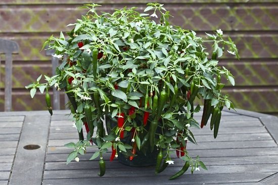 Use Epsom salt for peppers to improve productivity