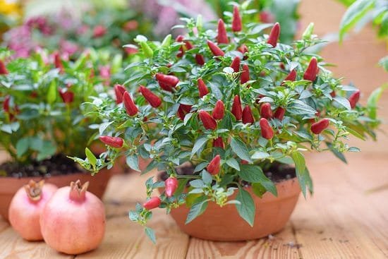 Use Epsom salt for Peppers to grow tastiest, most productive and disease-free pepper and chili plants in containers and ground.