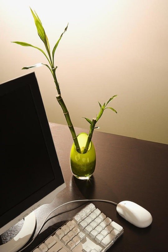 Lucky Bamboo is one of the best office desk plants, it also looks goes well as a table centerpiece.