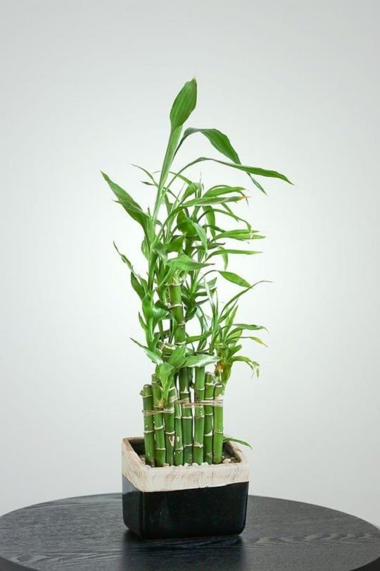 Lucky Bamboo Care Tips and How to Grow it