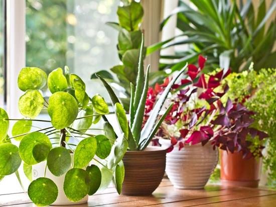 Improper watering kill most of the plants. In this article, learn How to Water Plants properly and 5 mistakes you should avoid when watering plants!