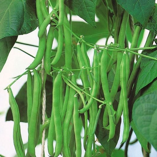 Asian Vegetables to Grow 8