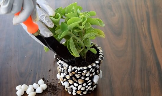 How to Make an Easy DIY Seashell Planter 3