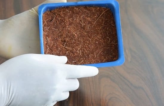 How to Make Coco Peat at Home