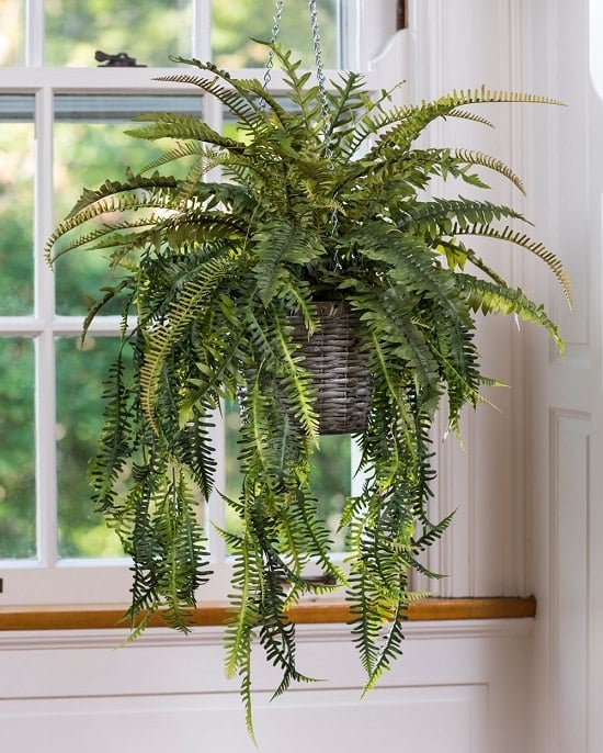 Fern Plant Care is easy but knowing the basic requirements is essential when it comes to How to Care for Ferns!