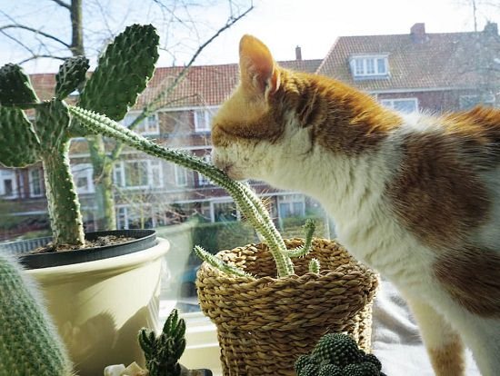 Are Succulents Poisonous to Cats? Should you grow them indoors? Find out answers to all these questions in this article and also learn about 11 Succulents Safe for Cats!