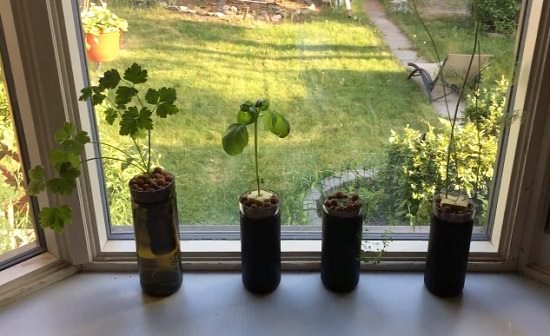 Hydroponic Herb Garden DIY 6