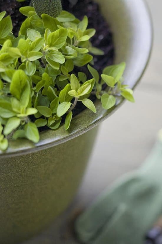 Learn How to Grow Oregano in Containers to enjoy the fresh aromatic sprigs in your Italian and Greek dishes!