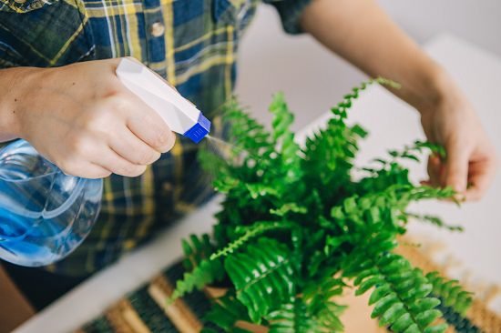 How to Care for Ferns