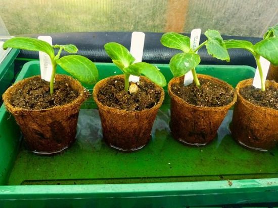 Growing plants from seeds? Increase your success rate by learning How to Water Seedlings properly!