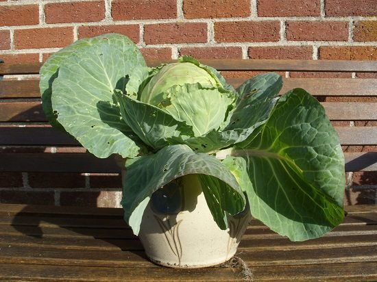 How to Grow Cabbage in Pots