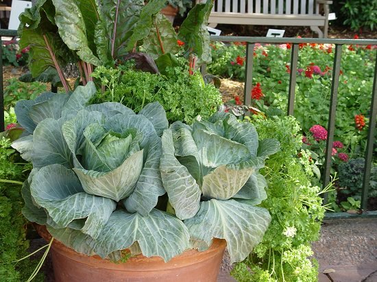 How to Grow Cabbage in Pots 2
