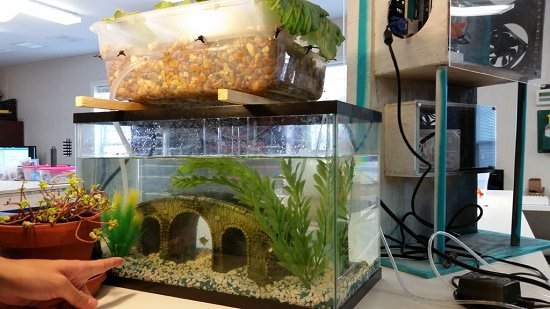 Aquaponics Fish Tank DIY 6