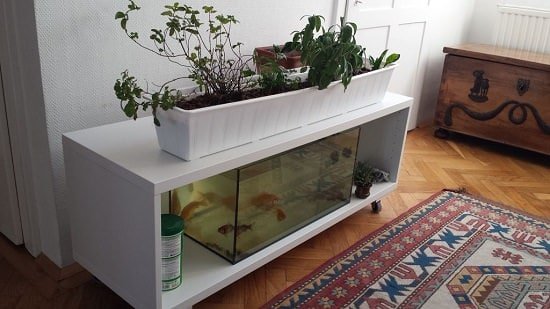 Aquaponics Fish Tank DIY 2
