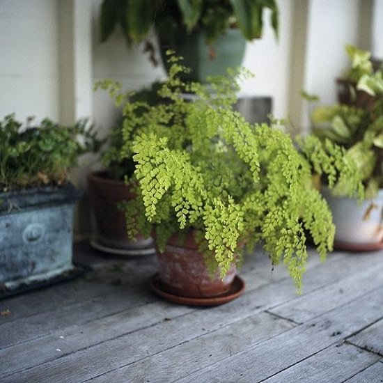 Epsom Salt for Ferns can do wonders! It can make your fern plants greener and lusher. How? Find out in this article.