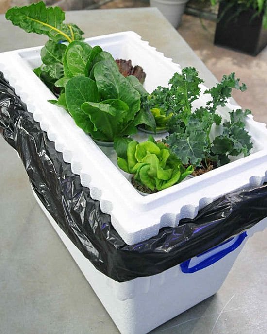 Even if you're a beginner you can build these Homemade Hydroponic Systems with easy supplies and little to no skills.