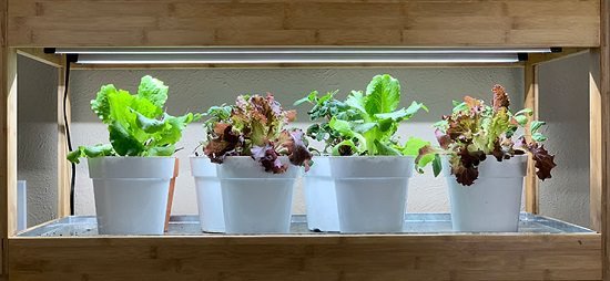 Indoor Vegetable Garden Ideas 3