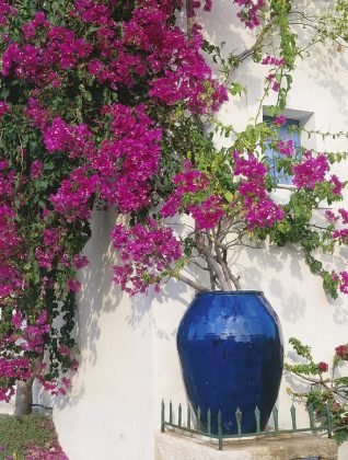 10 Bougainvillea Uses for Gardeners | Landscaping with Bougainvillea