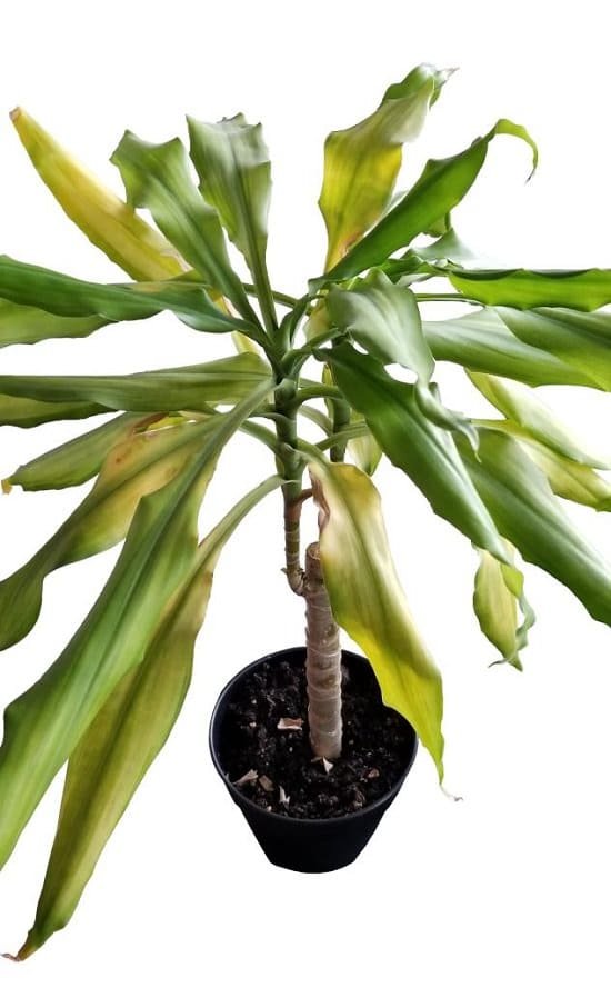 What are the Signs of Overwatering? And do you know how to save an overwatered plant? Understand everything in this informative article.