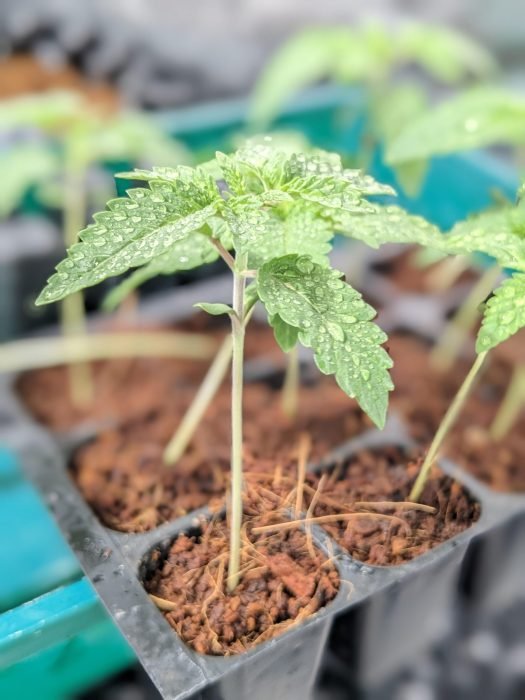 How to Water Seedlings Properly