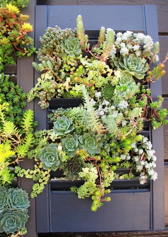 DIY Vertical Succulent Garden Ideas 12