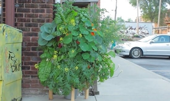 DIY Vertical Vegetable Garden Ideas 5