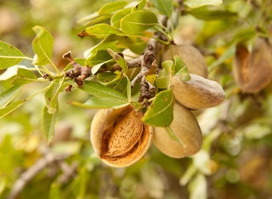 Do Almonds Grow on Trees? If yes, how to grow an almond tree? Growing almonds is easy? Find the answers to these questions in this article!