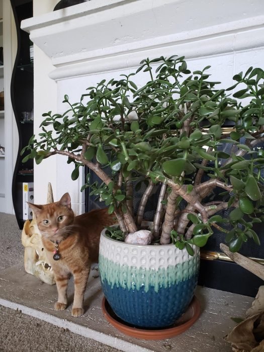 Are Succulents Poisonous to Cats